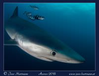 Blauhai bei einem Blue Dive